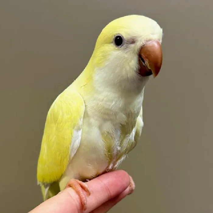 Unknown Quaker Bird for Sale in Lee's Summit, MO