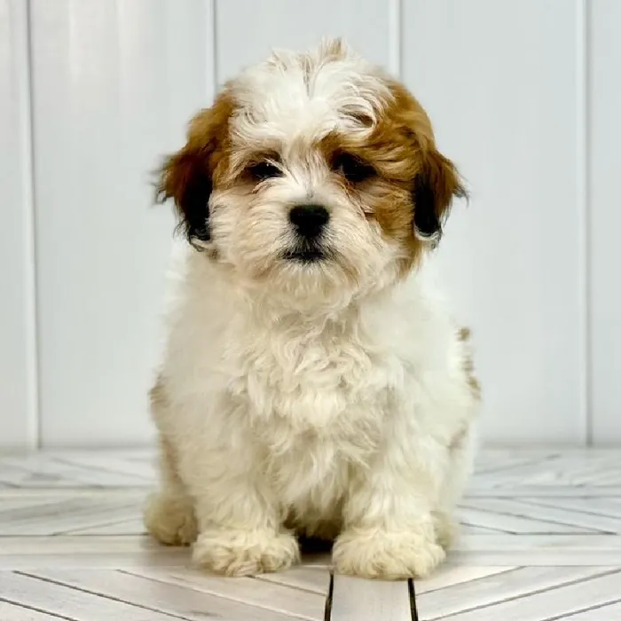 Female La-Chon Puppy for Sale in Lee's Summit, MO image