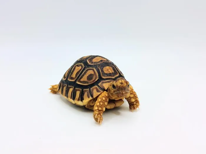 Unknown Leopard Tortoise Reptile for Sale in Lee's Summit, MO