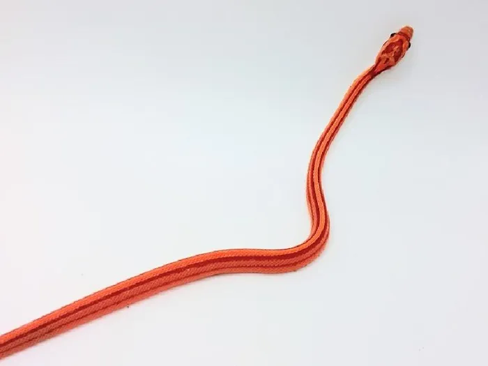 Unknown Hypo Striped Cornsnake Reptile for Sale in Lee's Summit, MO