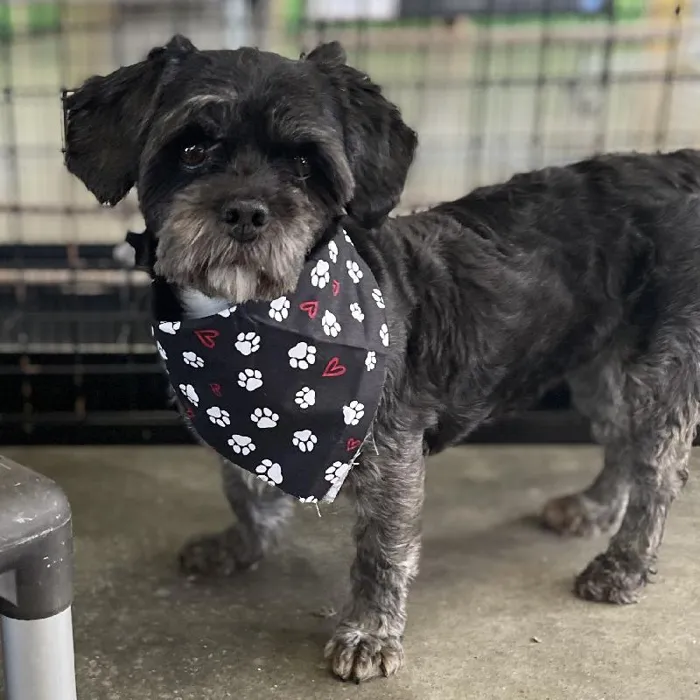 Lhasa Apso (Adoption) image