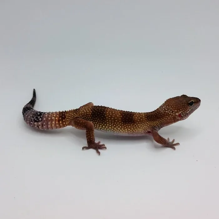 Leopard Gecko image