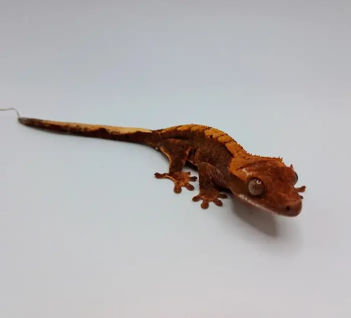 Harlequin Crested Gecko image