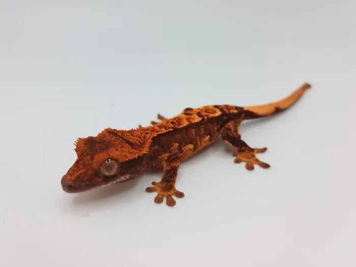 Crested Gecko image