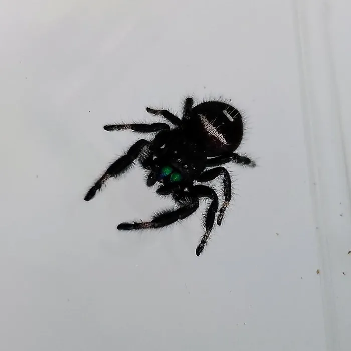 Regal Jumping Spider image