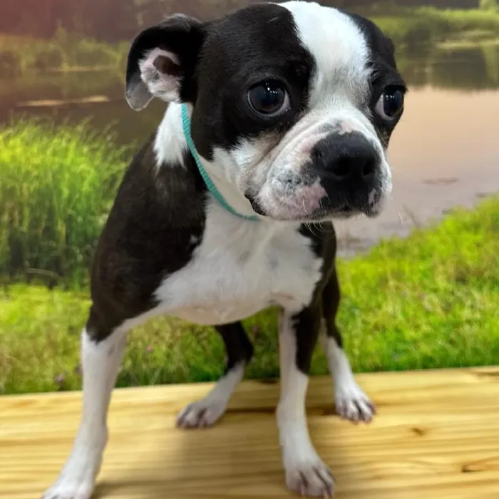 Female Boston Terrier Adoption Adoption Dog for Sale in Lee's Summit, MO