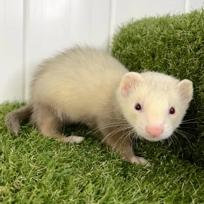 Male Ferret Small Animal for Sale in Lee's Summit, MO image