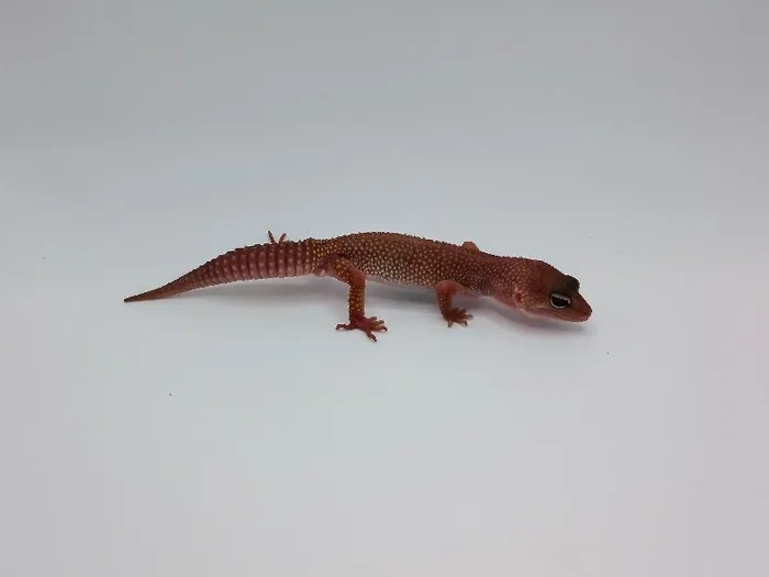 Blizzard Leopard Gecko image