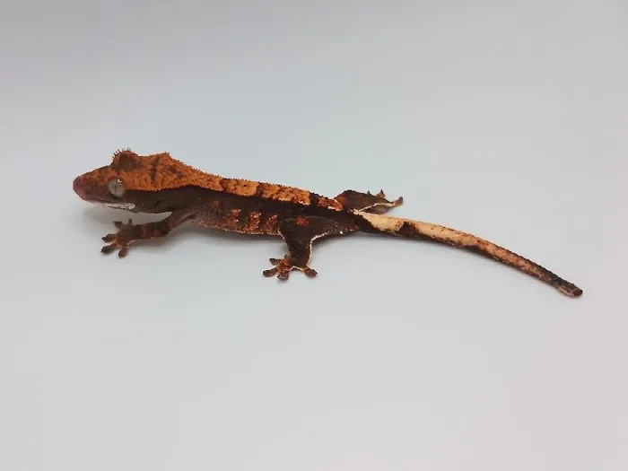 Unknown Crested Gecko Reptile for Sale in Lee's Summit, MO