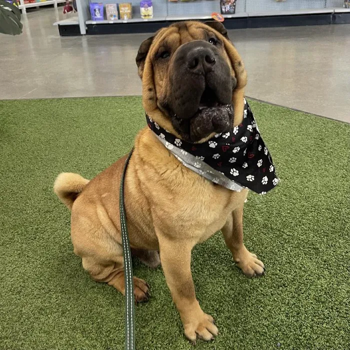 Shar-Pei Adoption image