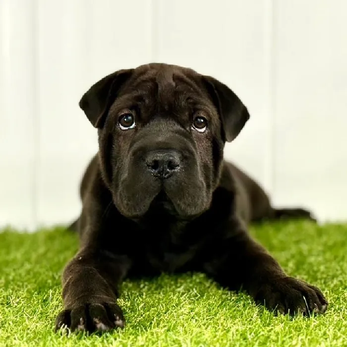 Female Mini Hippo Puppy for Sale in Lee's Summit, MO image