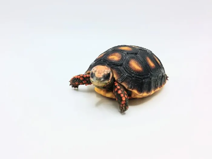 Unknown Red Foot Tortoise Reptile for Sale in Lee's Summit, MO