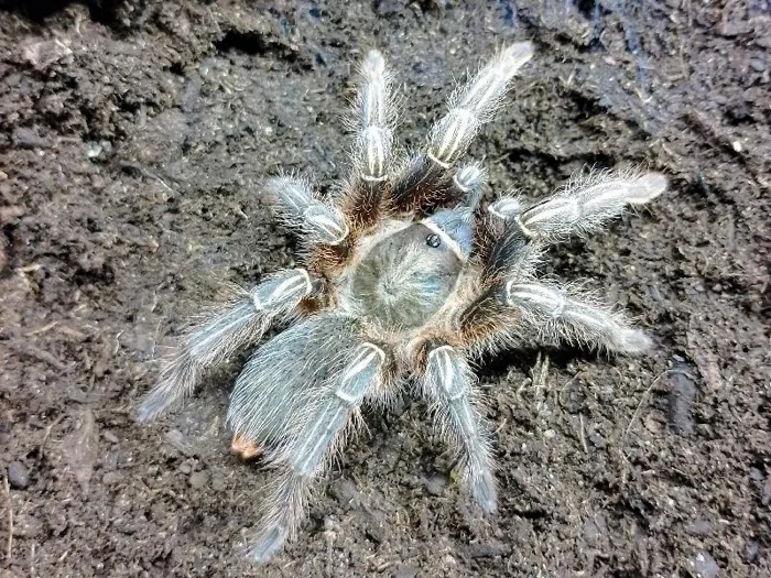 Stripe Knee Tarantula image