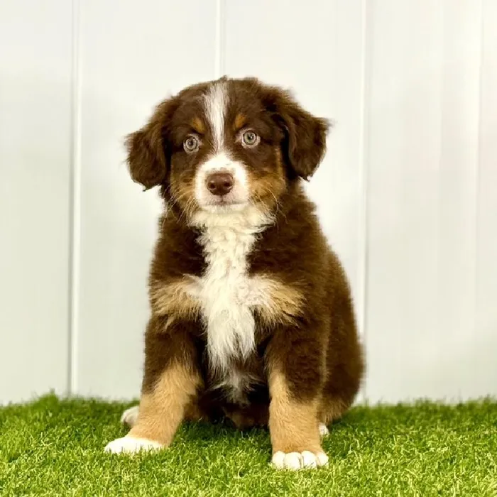 Mini Austrailian Shepard image