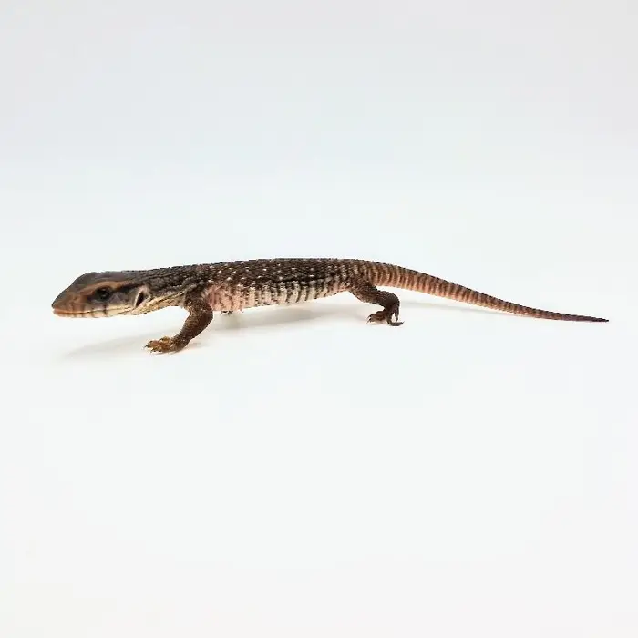 Savannah Monitor image