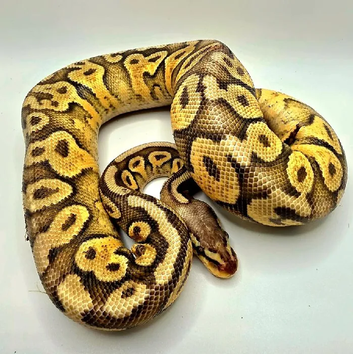 Super Pastel Gravel Ball Python image
