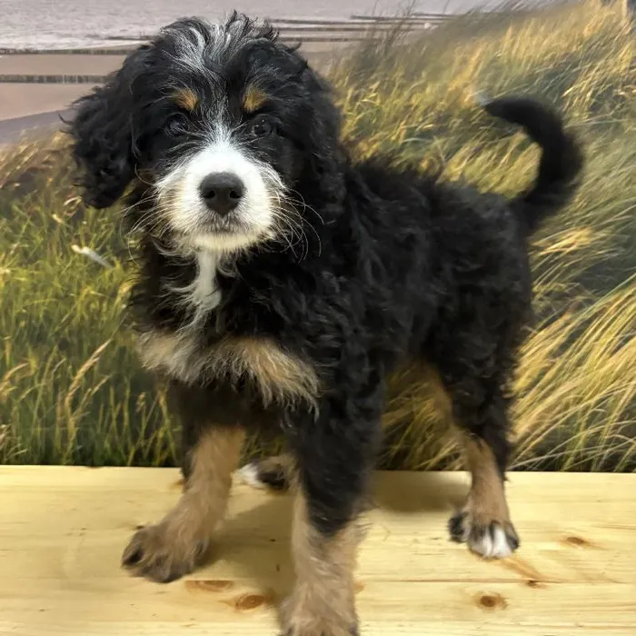 Female Mini Bernedoodle Puppy for Sale in Lee's Summit, MO