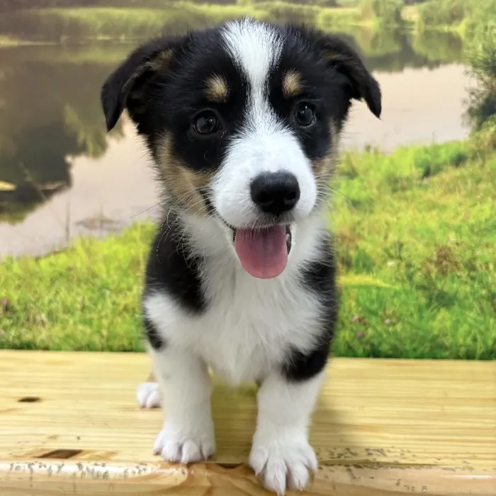 Auggie image