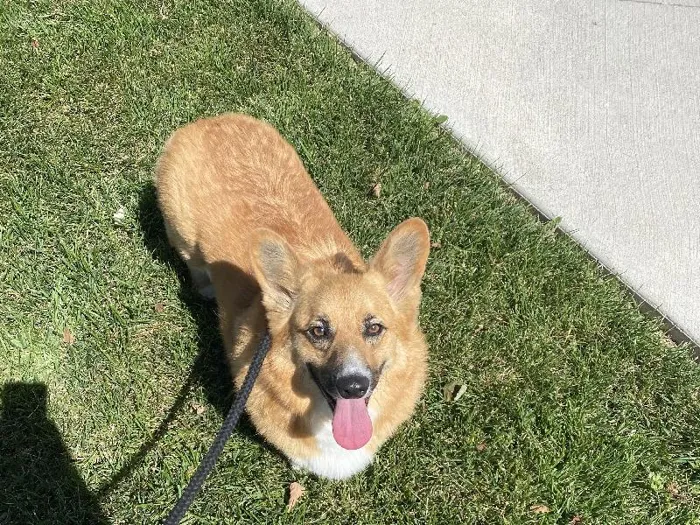 Pembroke Welch Corgi Adoption image