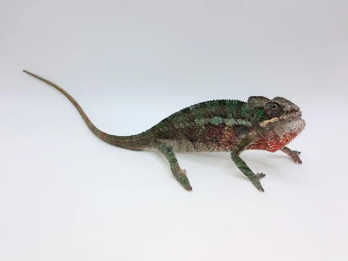 Male Panther Chameleon Reptile for Sale in Lee's Summit, MO