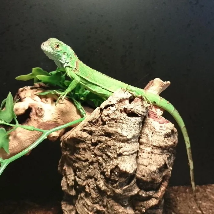Iguana image