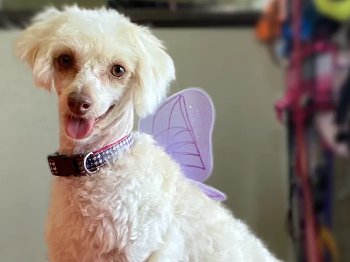Aussiedoodle Adoption image