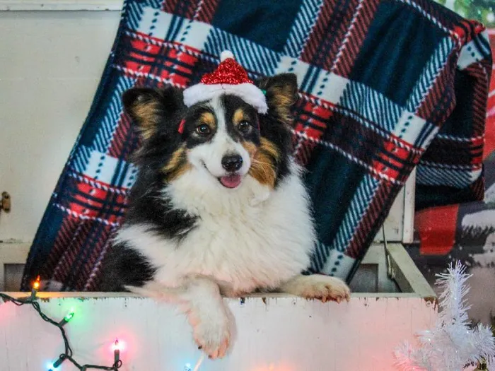 Male Pembroke Welch Corgi Adoption Adoption Dog for Sale in Lee's Summit, MO