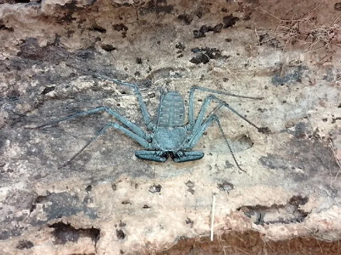 Tailess Whip Scorpion image