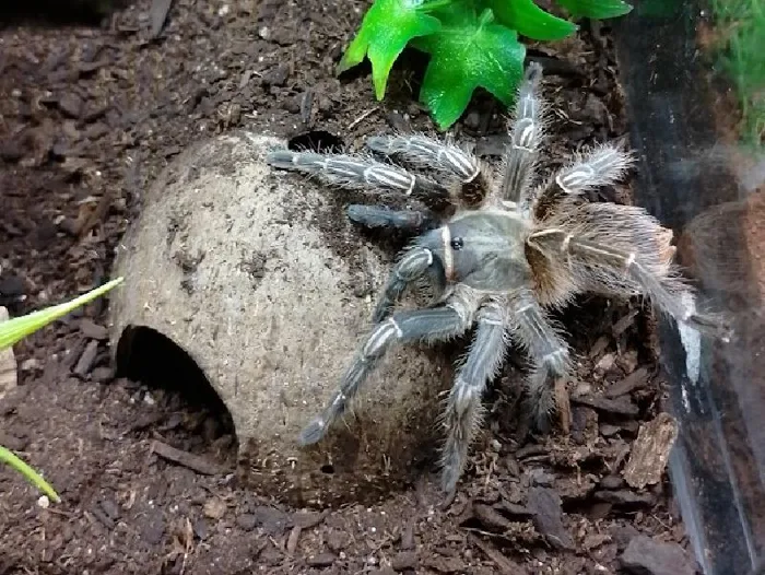 Striped Knee Tarantula image