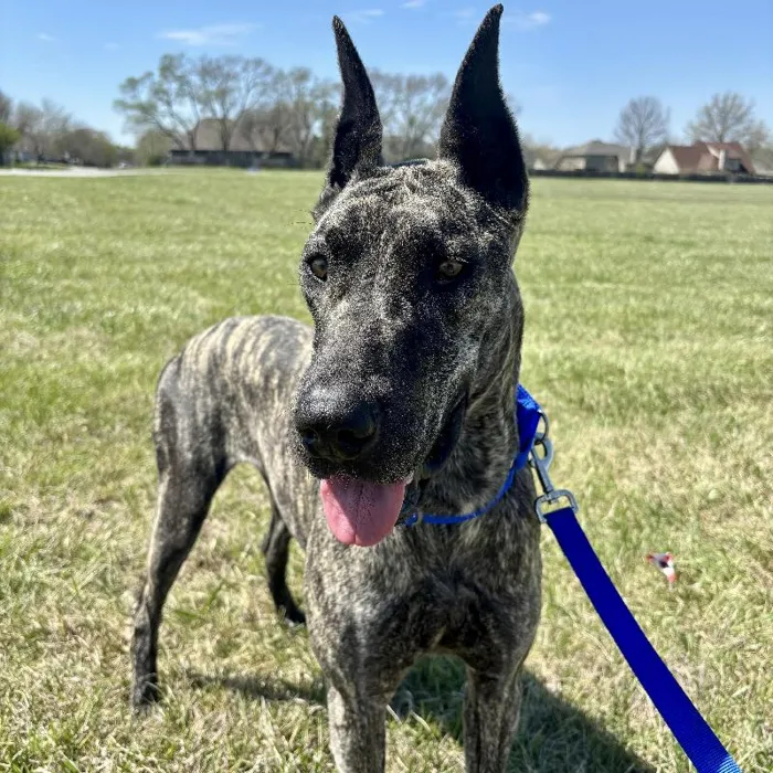 Female Great Dane (Adoption) Adoption Dog for Sale in Lee's Summit, MO