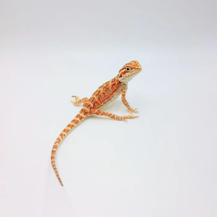 Unknown Blue Bar Bearded Dragon Reptile for Sale in Lee's Summit, MO