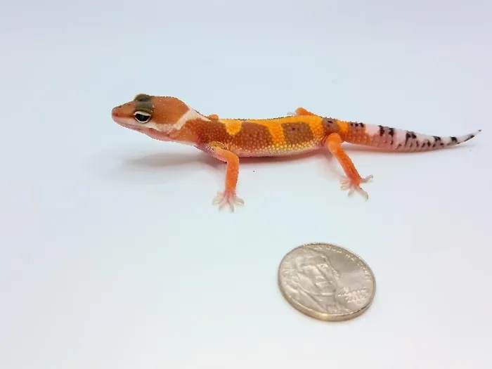 Tangerine Leopard Gecko image