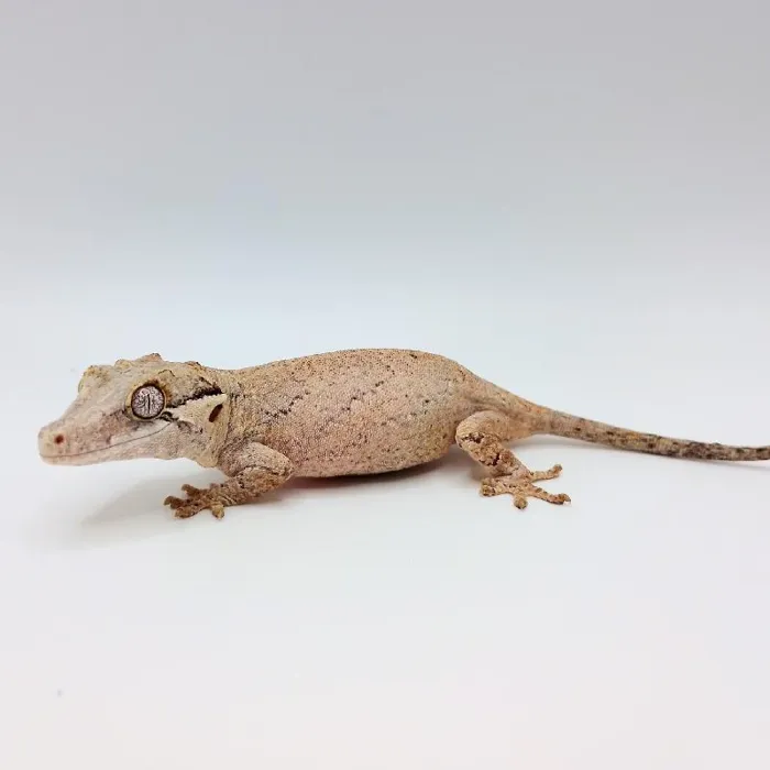Gargoyle Gecko image
