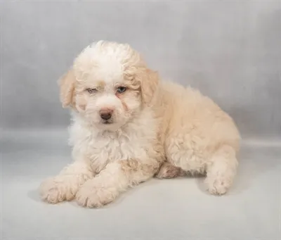 Mini Aussie-Poodle image