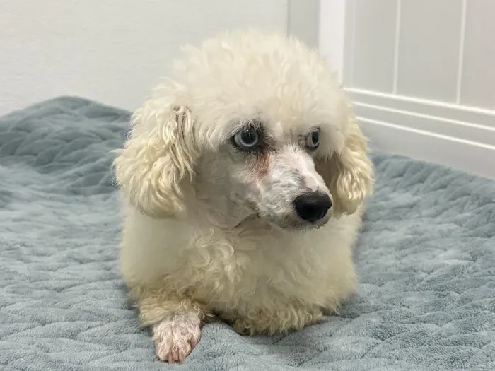 Toy Poodle Adoption image