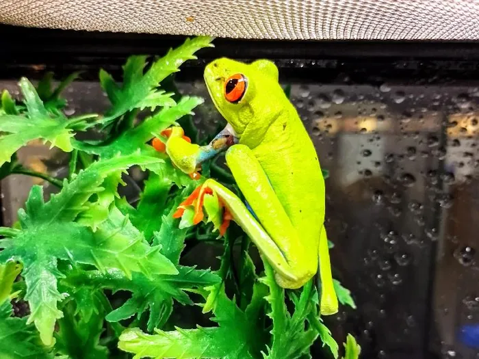 Red Eye Tree Frog image