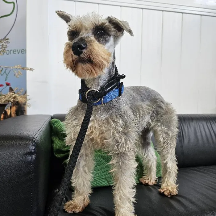 Female Mini Schnauzer Adoption Adoption Dog for Sale in Lee's Summit, MO