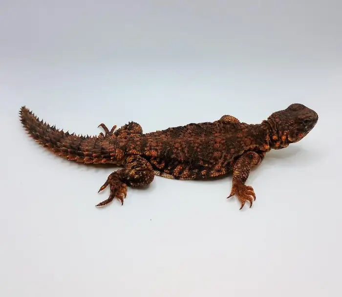 Female Red Nigerian Uromastyx Reptile for Sale in Lee's Summit, MO