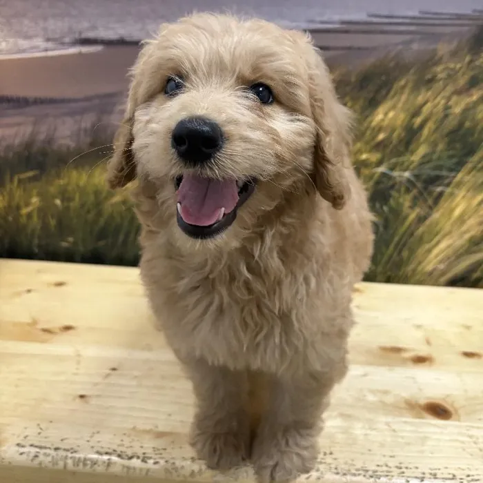 Standard Goldendoodle image