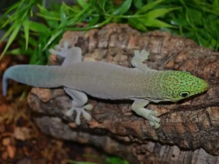 Standings Day Gecko image