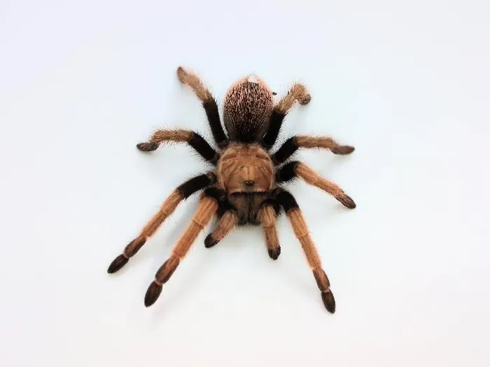 Unknown Arizona Blonde Tarantula Reptile for Sale in Lee's Summit, MO
