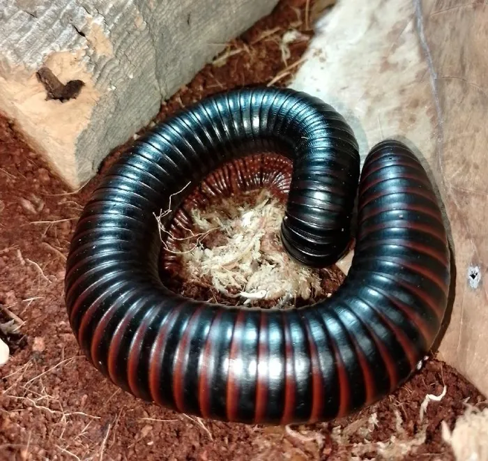 Giant African Black Millipede image