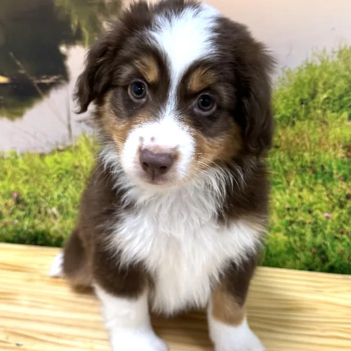 Toy Australian Shepherd image