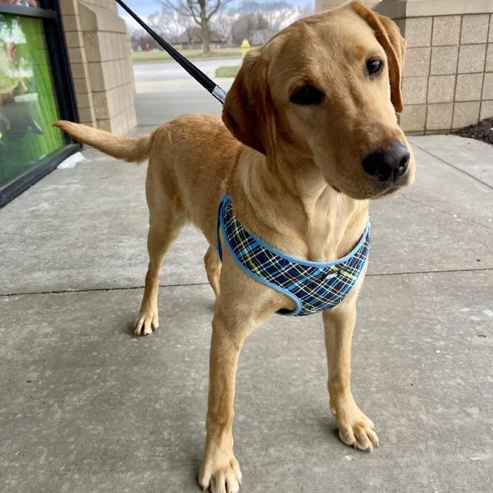 Labrador Retriever Adoption image