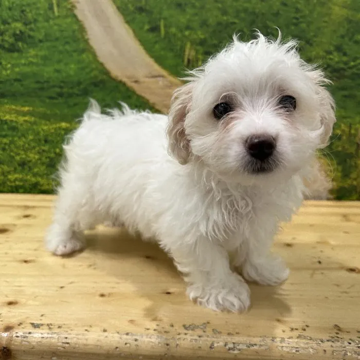 Female Havanese-Maltese Puppy for Sale in Lee's Summit, MO