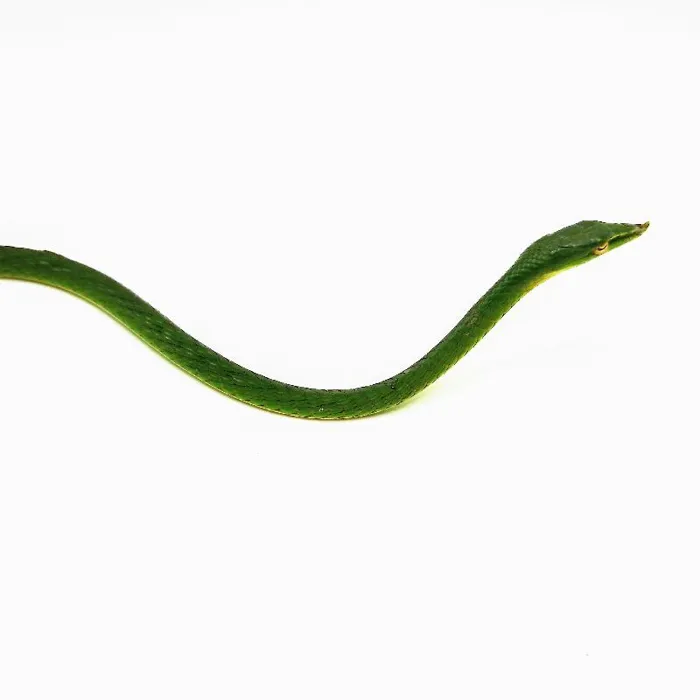 Unknown Asian Green Vine Snake Reptile for Sale in Lee's Summit, MO