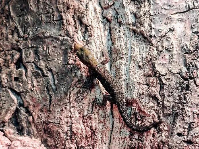 Yellow Headed Dwarf Gecko image