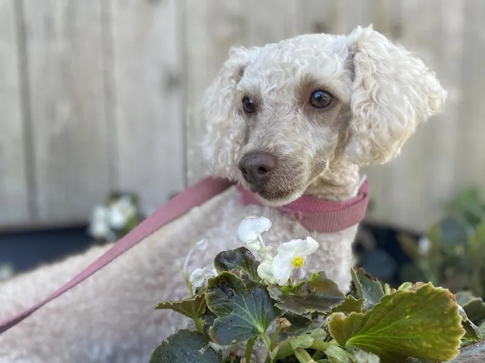 Female Toy Poodle Adoption Adoption Dog for Sale in Lee's Summit, MO