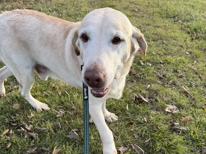 Labrador Retriever Adoption image