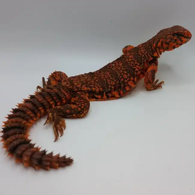 Red Nigerian Uromastyx image